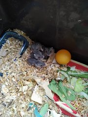 Baby Hamsters - Short Dwarf Hamster Hamster