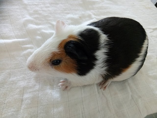 Guinea Pig - Guinea Pig Small & Furry