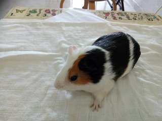 Guinea Pig - Guinea Pig Small & Furry