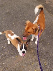 Amber &amp;  Buffie (V) - Jack Russell Terrier Mix Dog