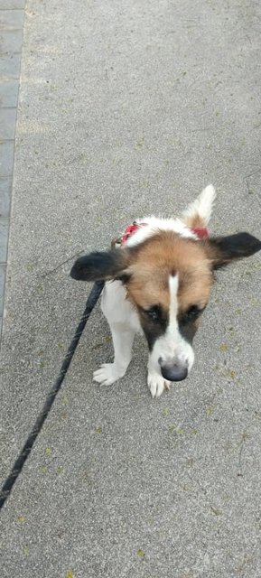 Amber &amp;  Buffie (V) - Jack Russell Terrier Mix Dog