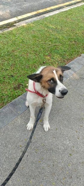 Amber &amp;  Buffie (V) - Jack Russell Terrier Mix Dog