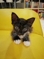 Milky  - Domestic Medium Hair + Tuxedo Cat