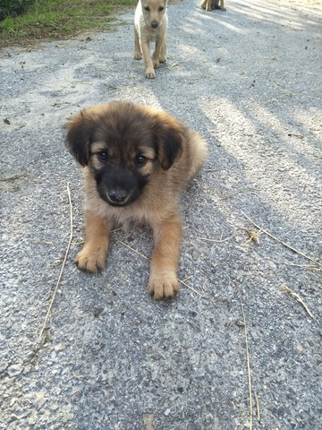 Fluffy 2 - Mixed Breed Dog