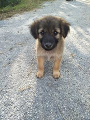 Fluffy 2 - Mixed Breed Dog