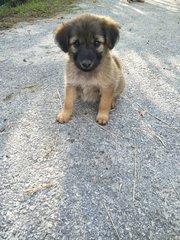 Fluffy 2 - Mixed Breed Dog