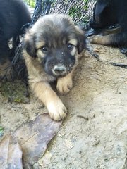 Fluffy 2 - Mixed Breed Dog