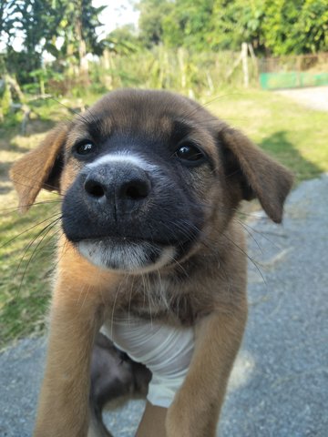 Male 1 - Mixed Breed Dog