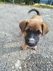 Male 1 - Mixed Breed Dog