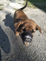 Male 1 - Mixed Breed Dog