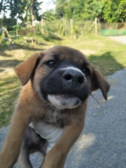 Male 1 - Mixed Breed Dog