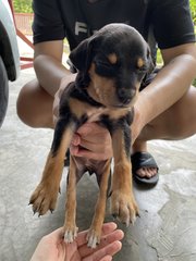 Hershey  - Rottweiler Mix Dog