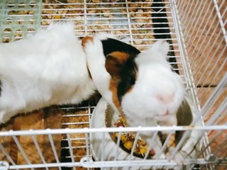 Guinea Pig - Guinea Pig Small & Furry