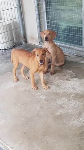 Brando - Shar Pei Mix Dog