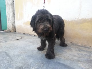 Ben - Schnauzer + Terrier Dog