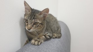 Luna - Domestic Short Hair + Tabby Cat