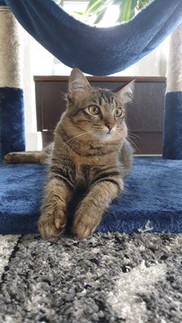 Luna - Domestic Short Hair + Tabby Cat