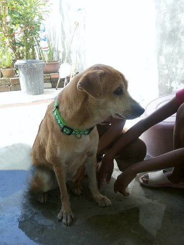 Lucky - Mixed Breed Dog