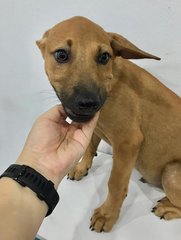 Ais - Mixed Breed Dog