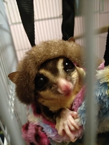 Charlie - Sugar Glider Small & Furry