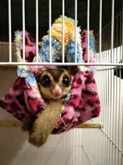 Charlie - Sugar Glider Small & Furry