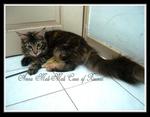 Arena Mali-mali Coon Of Rizcoon - Maine Coon Cat