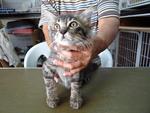 Cute Kittens Of Varying Ages - Domestic Short Hair Cat