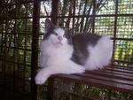 Pusakarimba Mysterious Lady Mist  - Maine Coon Cat