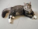 Juliet - Domestic Long Hair Cat