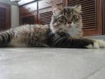 Juliet - Domestic Long Hair Cat