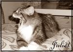 Juliet - Domestic Long Hair Cat