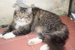 Juliet - Domestic Long Hair Cat