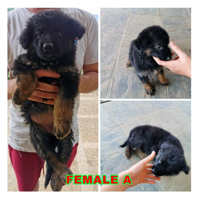 German Shepherd Puppies - German Shepherd Dog Dog