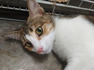 Jenni - Domestic Short Hair Cat