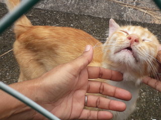 Creamy  - Domestic Medium Hair Cat