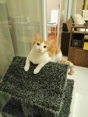 Fabio - Domestic Short Hair Cat