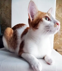 Fabio - Domestic Short Hair Cat