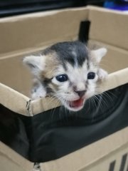 one of the brown and white kittens