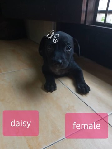 Baby Daisy - Mixed Breed Dog