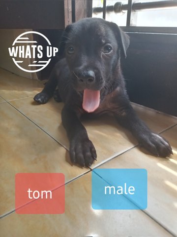 Tom - Mixed Breed Dog