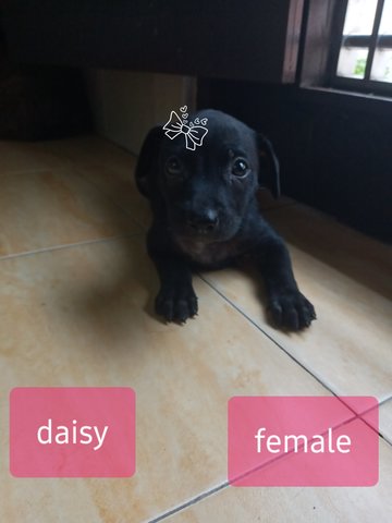 Daisy - Mixed Breed Dog