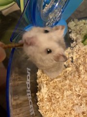 Hamster - Syrian / Golden Hamster Hamster