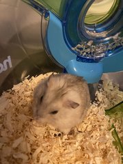 Hamster - Syrian / Golden Hamster Hamster