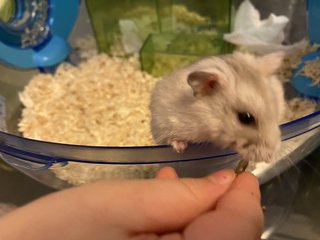 Hamster - Syrian / Golden Hamster Hamster