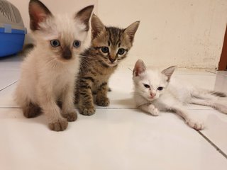 Mama Cat And 4 Babies - Domestic Short Hair + Calico Cat