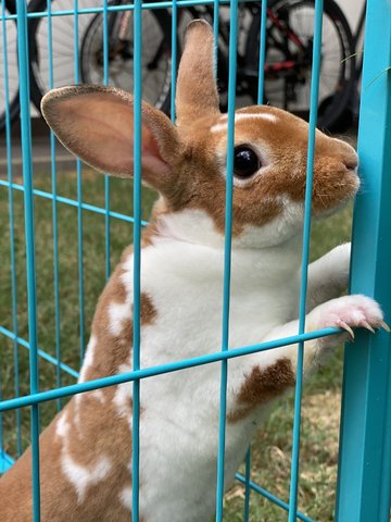 Potts - Mini Rex Rabbit