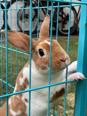 Potts - Mini Rex Rabbit