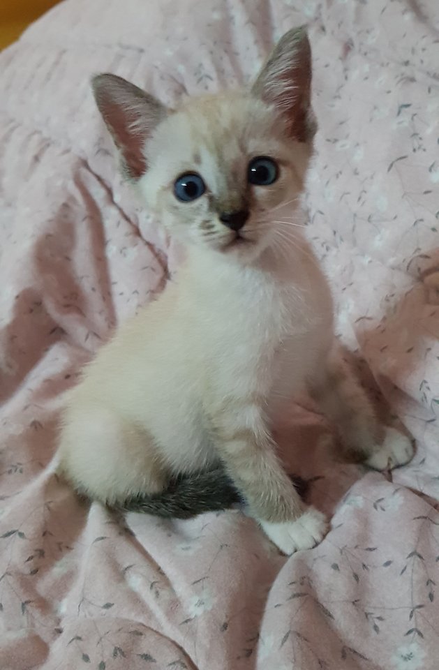 Siamese + Domestic Medium Hair Kitten Adopted - 3 Years 10 Months, Pawy ...