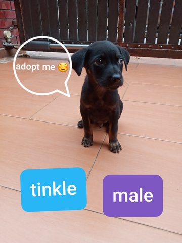 Tinkle  - Mixed Breed Dog