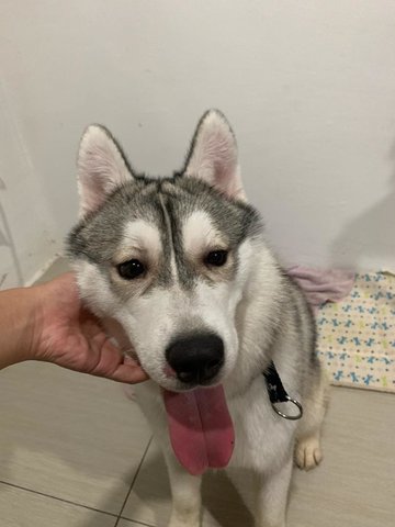 Zayla  - Siberian Husky Dog